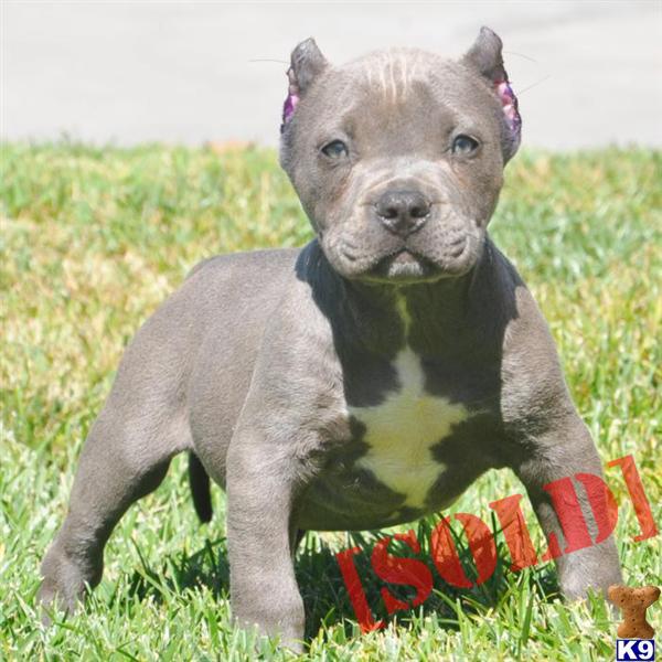 ✔TANK→→SOLD→→.SOLD→→SOLD→→WWW.HQBULLIES.COM